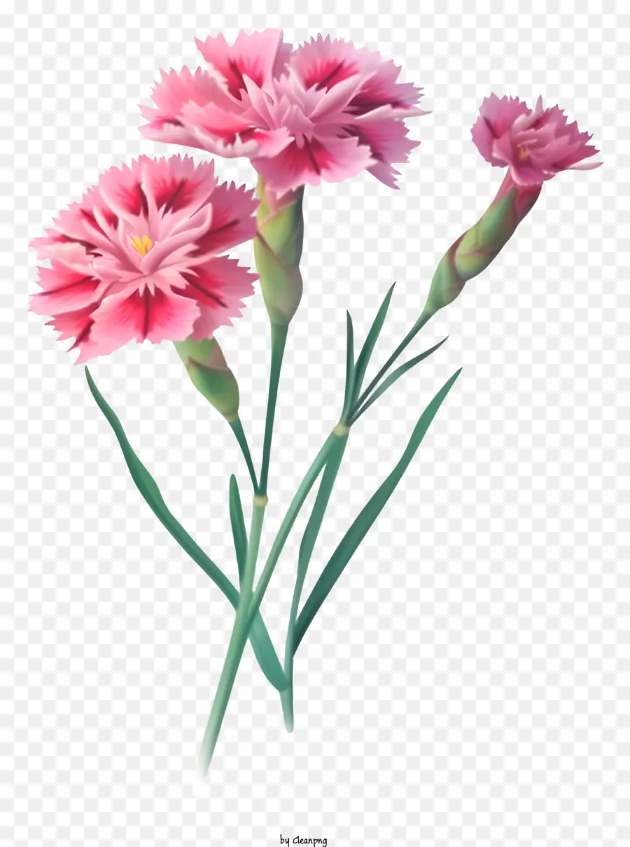 Gerçekçi Zarif Dianthus çiçeği，Pembe Karanfil PNG