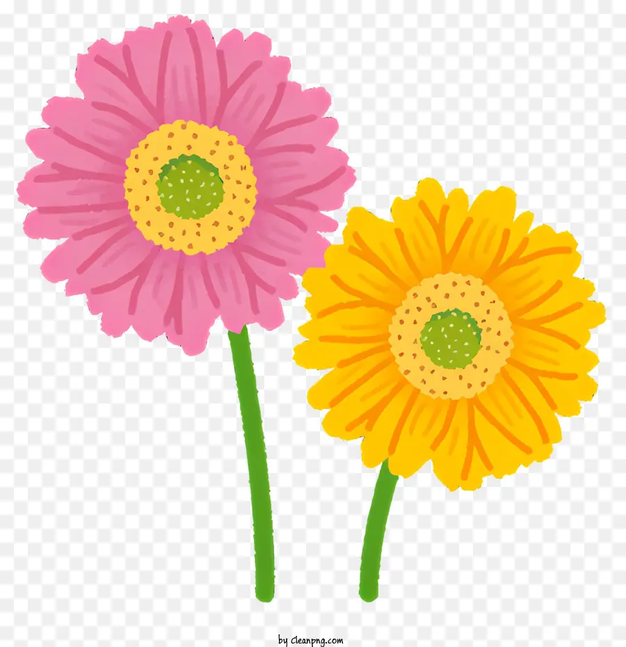 çiçek，Papatyalar PNG