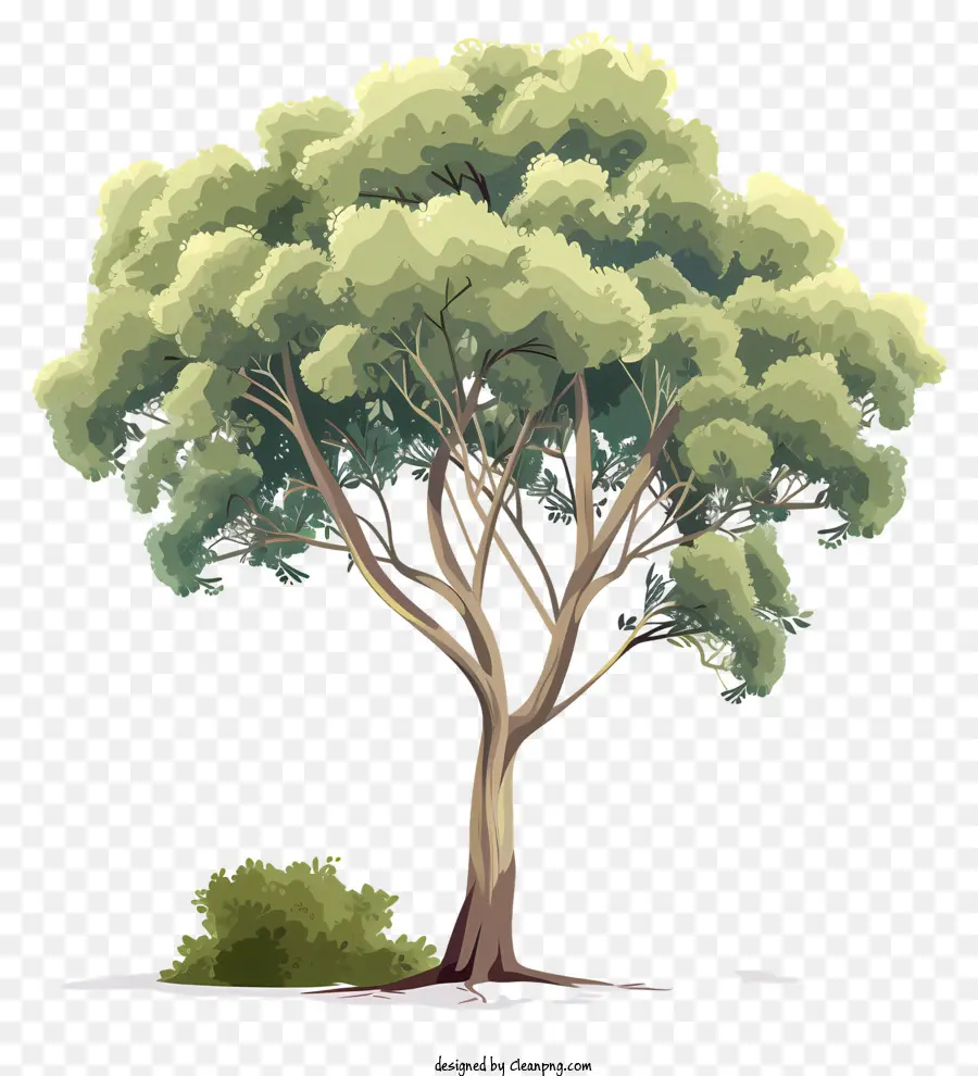 Ağaç，Dalları PNG