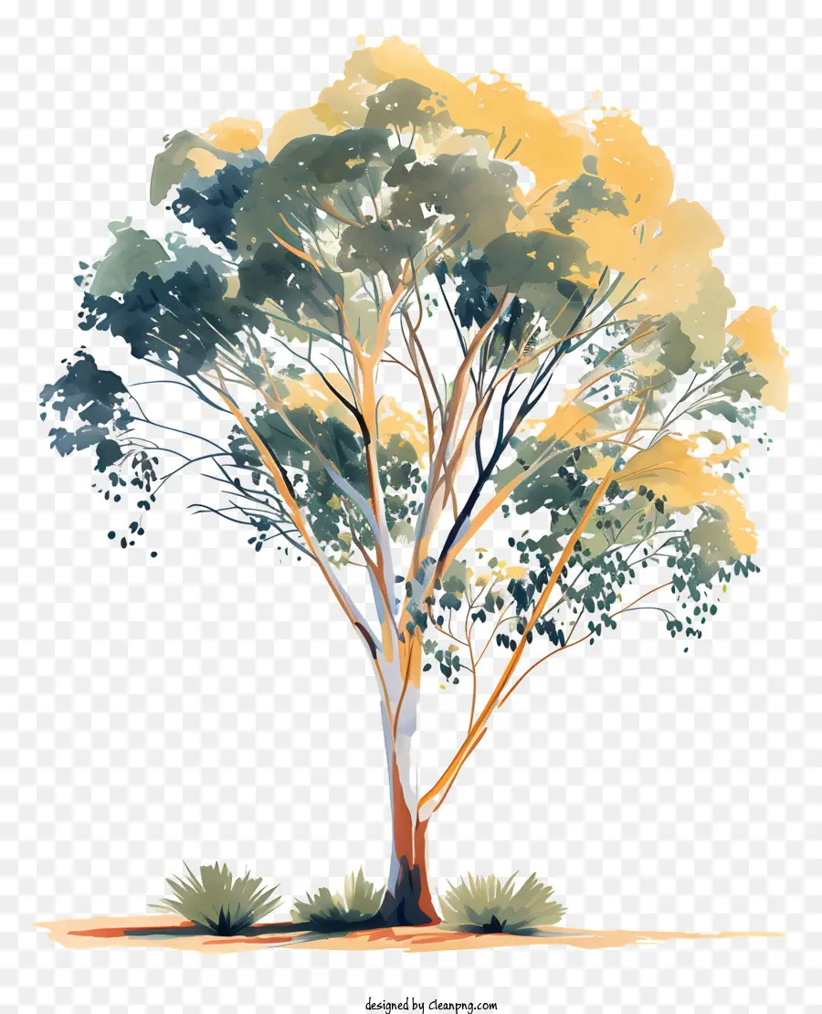 Okaliptüs Ağacı，Sonbahar Ağacı PNG