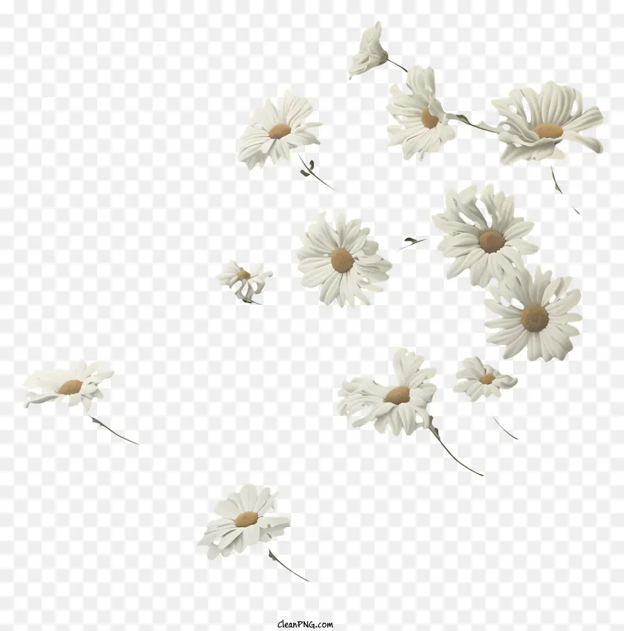 Uçan Çiçekler，Daisy çiçek PNG