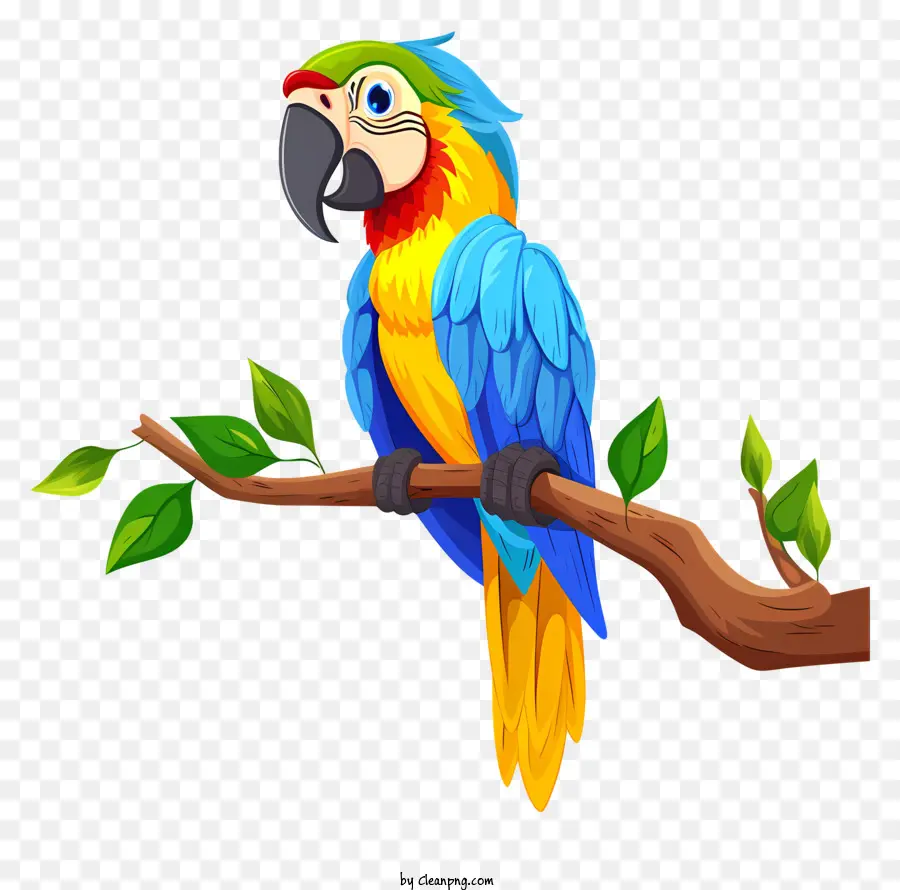 Papağan，Şube PNG