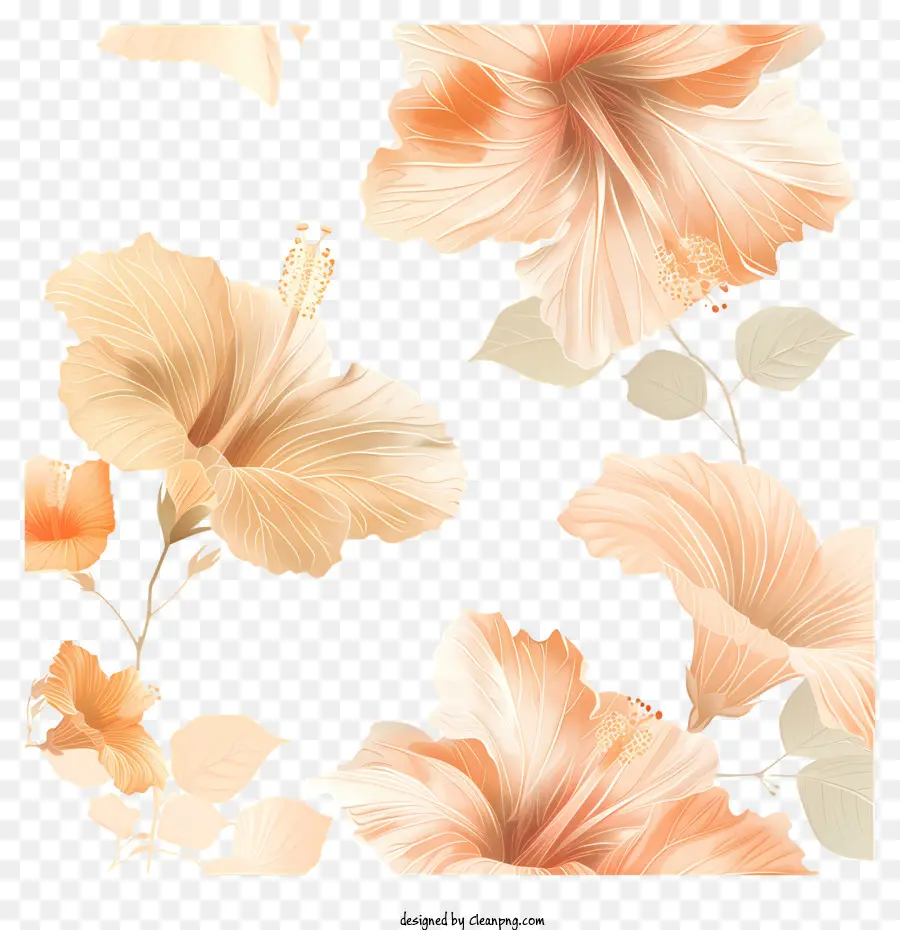 Hibiscus çiçek，çiçek Duvar Kağıdı PNG