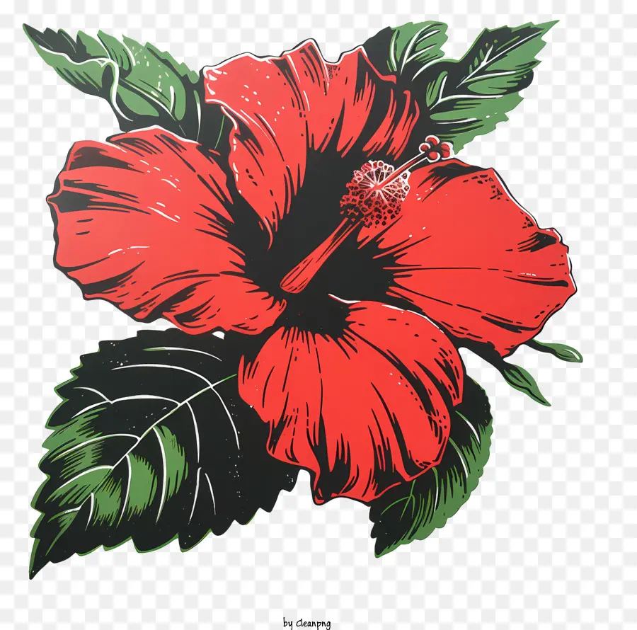 Hibiscus çiçek，Kırmızı Hibiscus çiçeği PNG