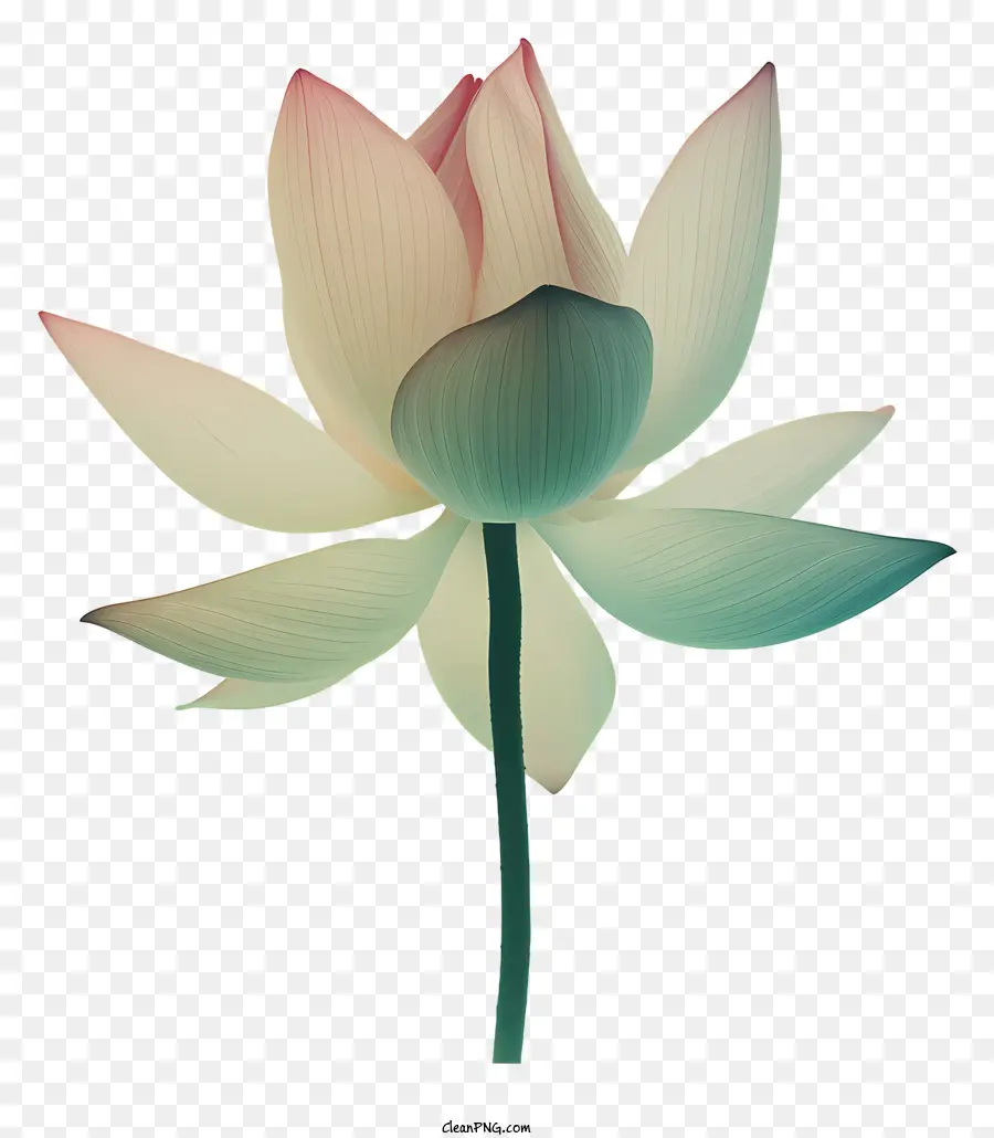 Nilüfer Çiçeği，Pembe Lotus Çiçeği PNG