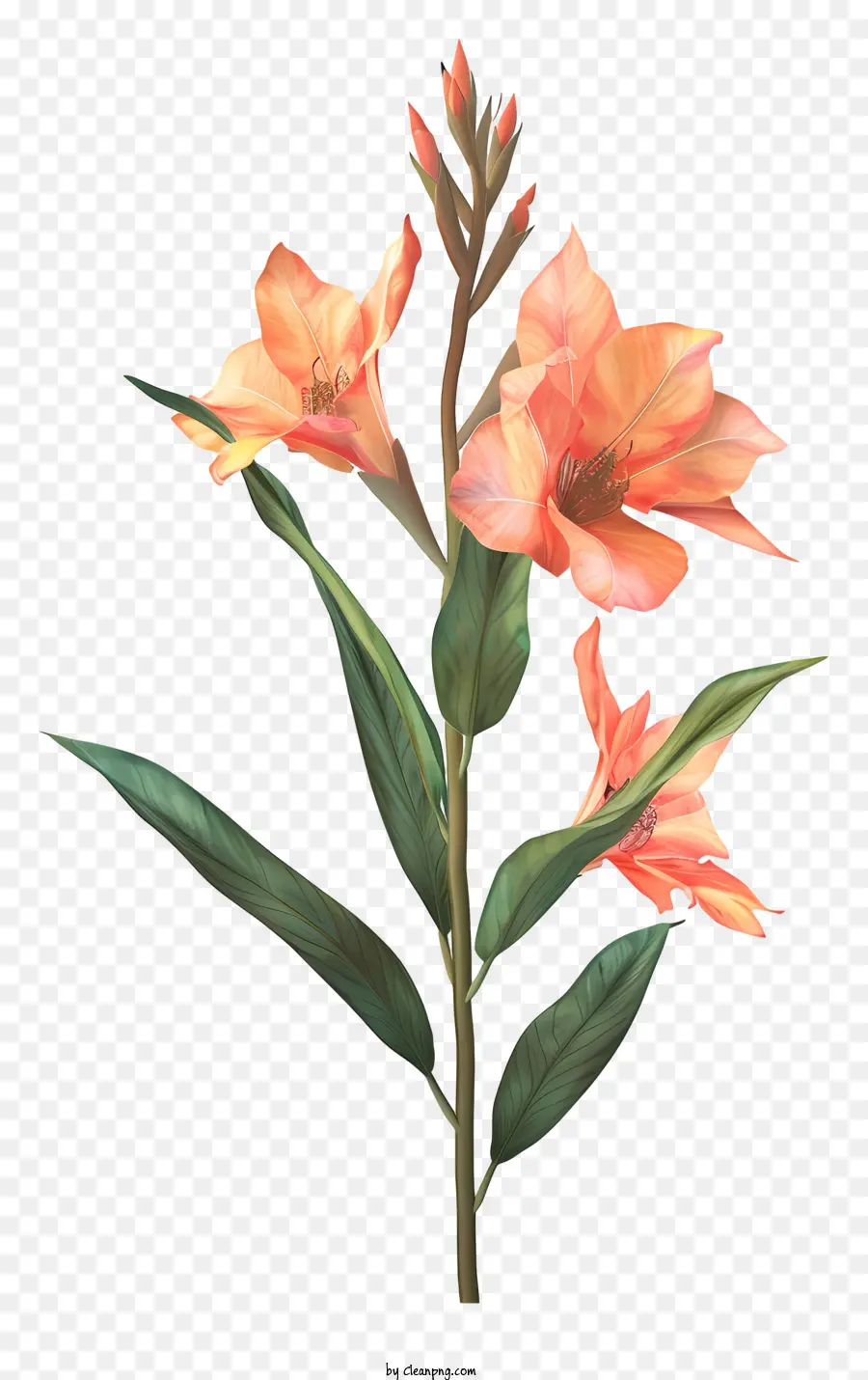 Kana çiçeği Indica Çiçek，çiçek PNG