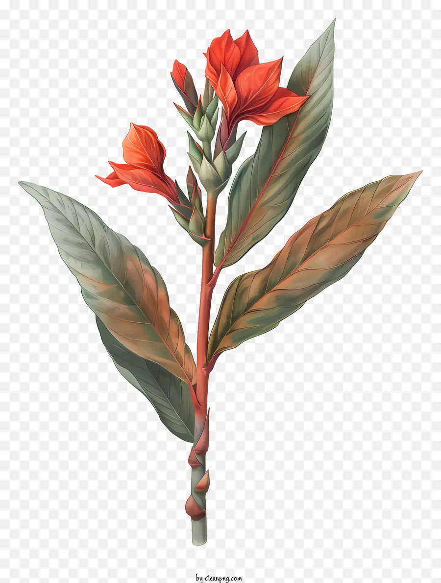 Kana çiçeği Indica Çiçek，Kırmızı çiçek PNG