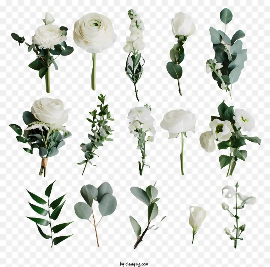 Taze çiçekler，Beyaz çiçekler PNG
