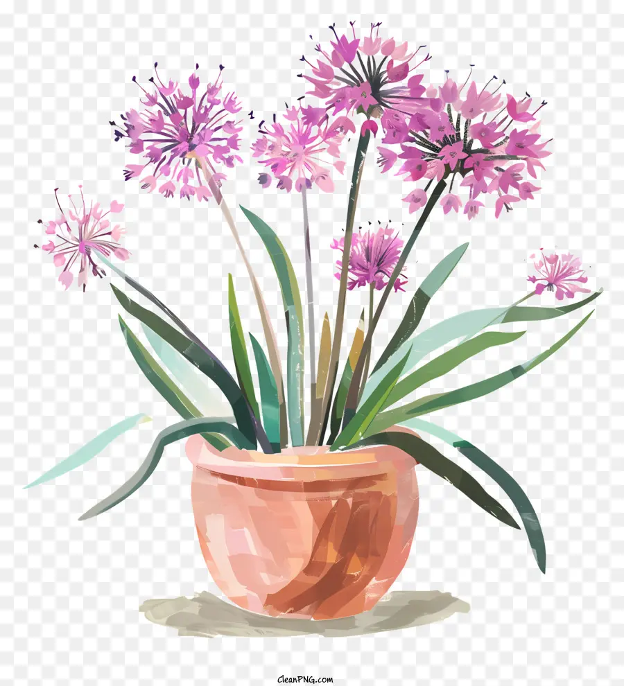 Allium Giganteum çiçekler，çiçek Saksısı PNG