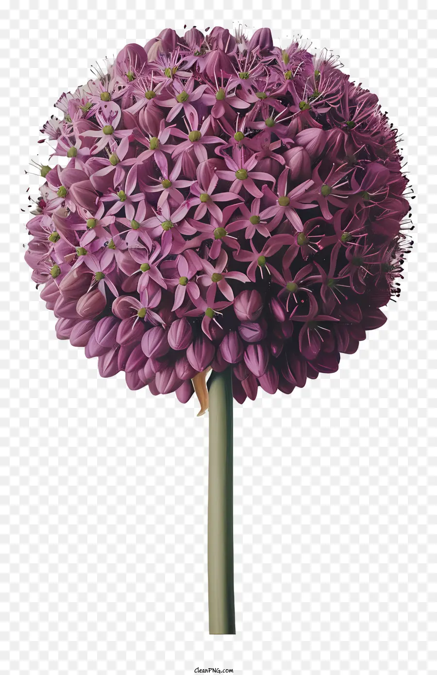 Allium Giganteum Çiçekleri，Mor Çiçek PNG