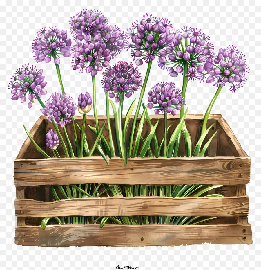 Allium Giganteum Çiçekleri，Mor çiçekler PNG