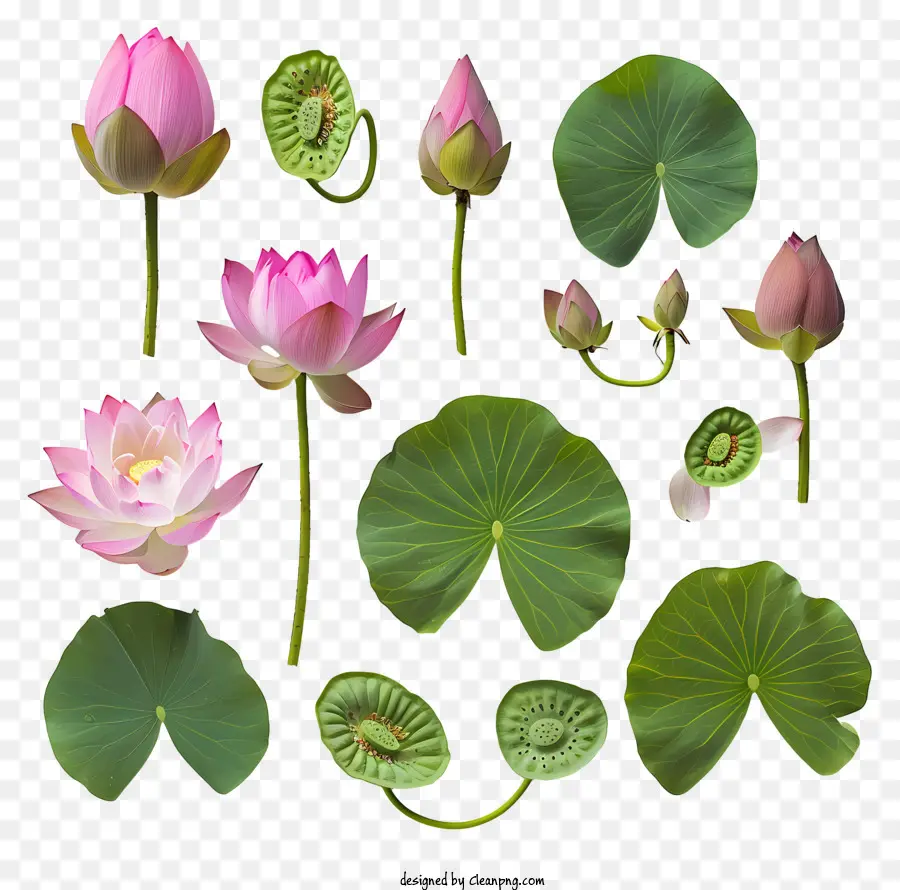 Lotus çiçeği，Yaprakları PNG