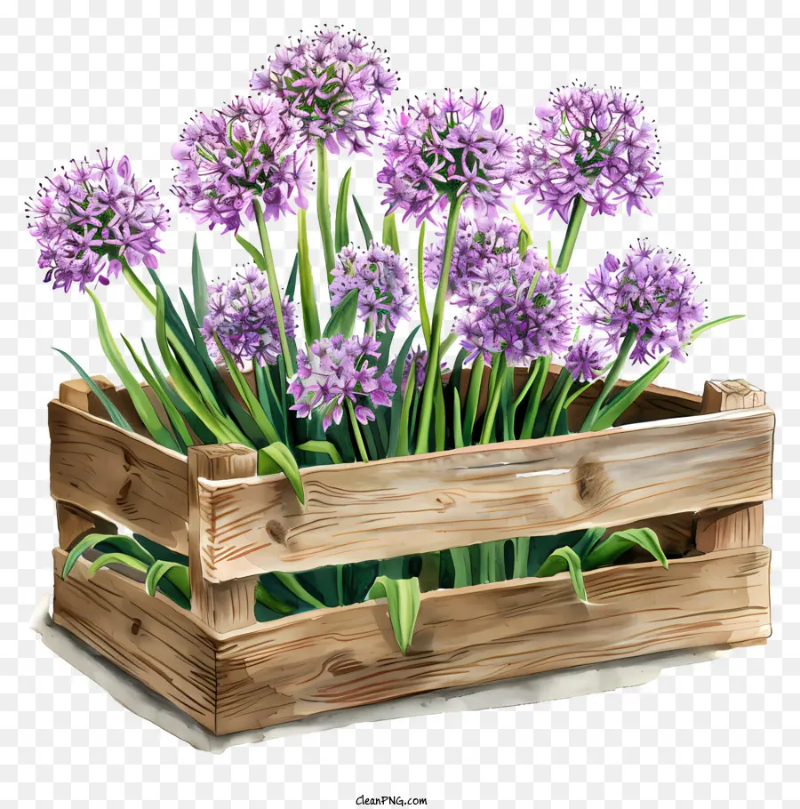 Allium Giganteum Çiçekleri，Çiçekler PNG