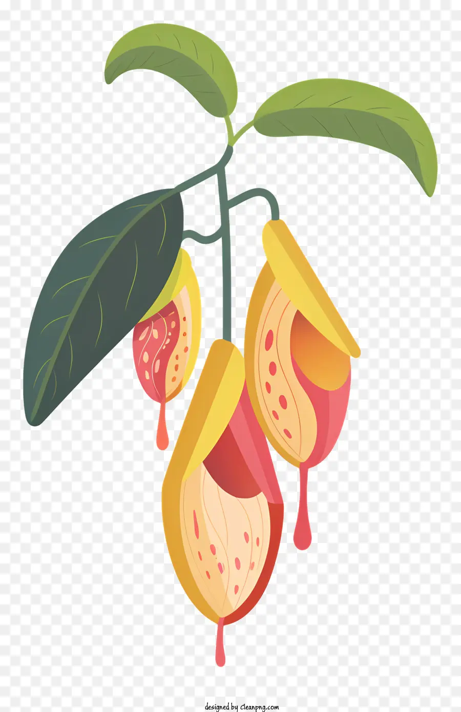 Nepenthes，Bitki PNG