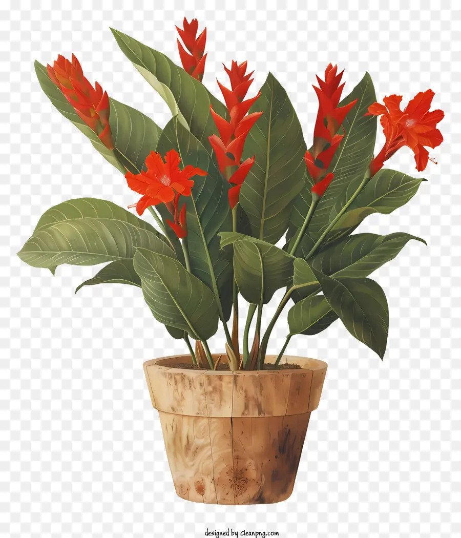 Canna Indica Çiçeği，Saksıda Kırmızı Çiçekler PNG