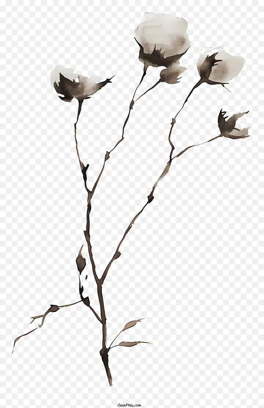 Kabarık Pamuk Dal，Beyaz çiçekler PNG