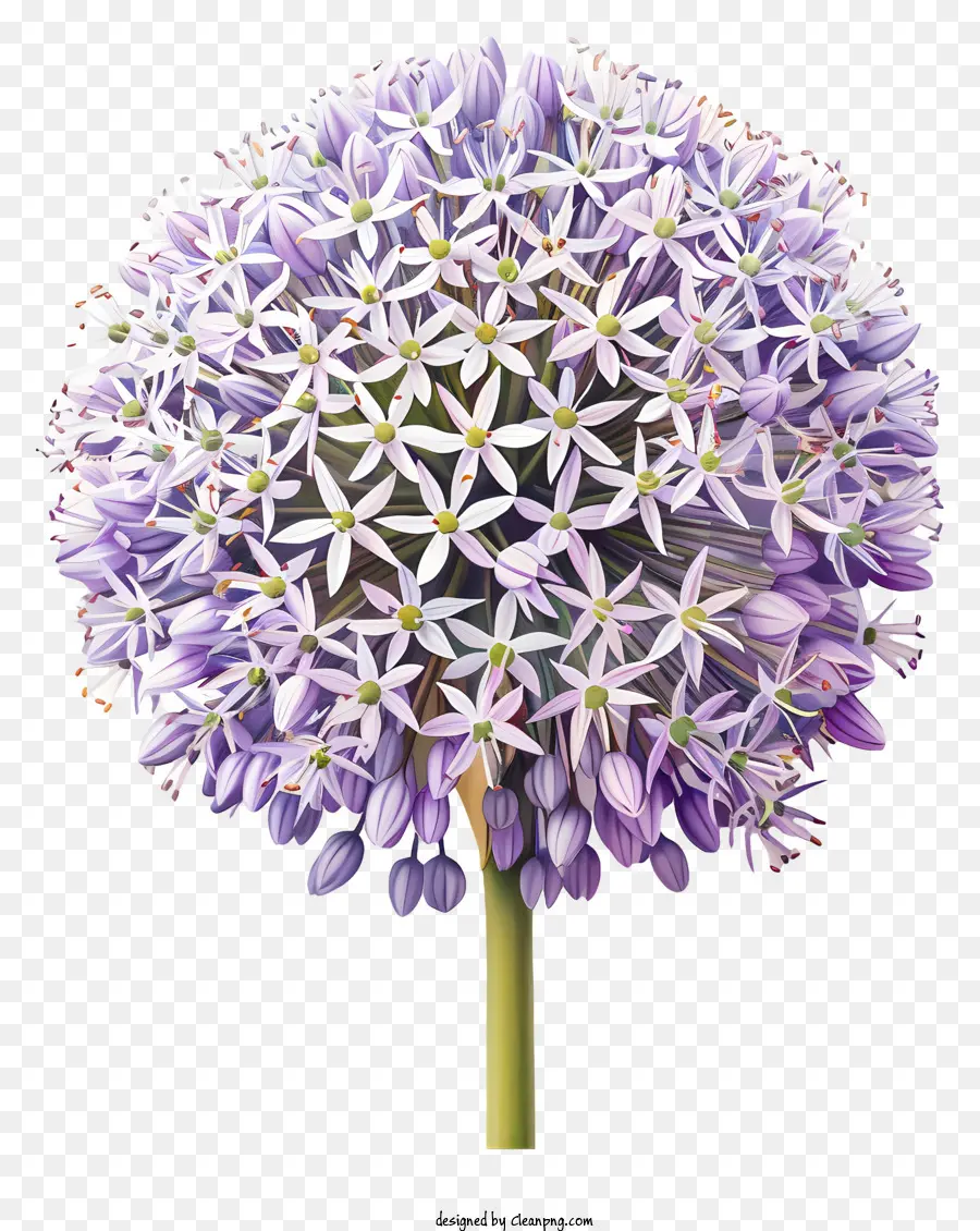 Allium Giganteum Çiçekleri，Mor Çiçek PNG