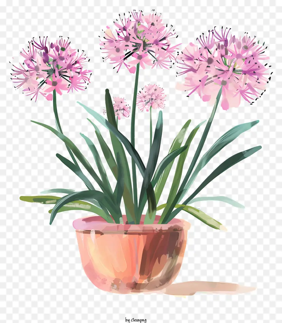 Allium Giganteum çiçekler，Pembe Lilyum PNG