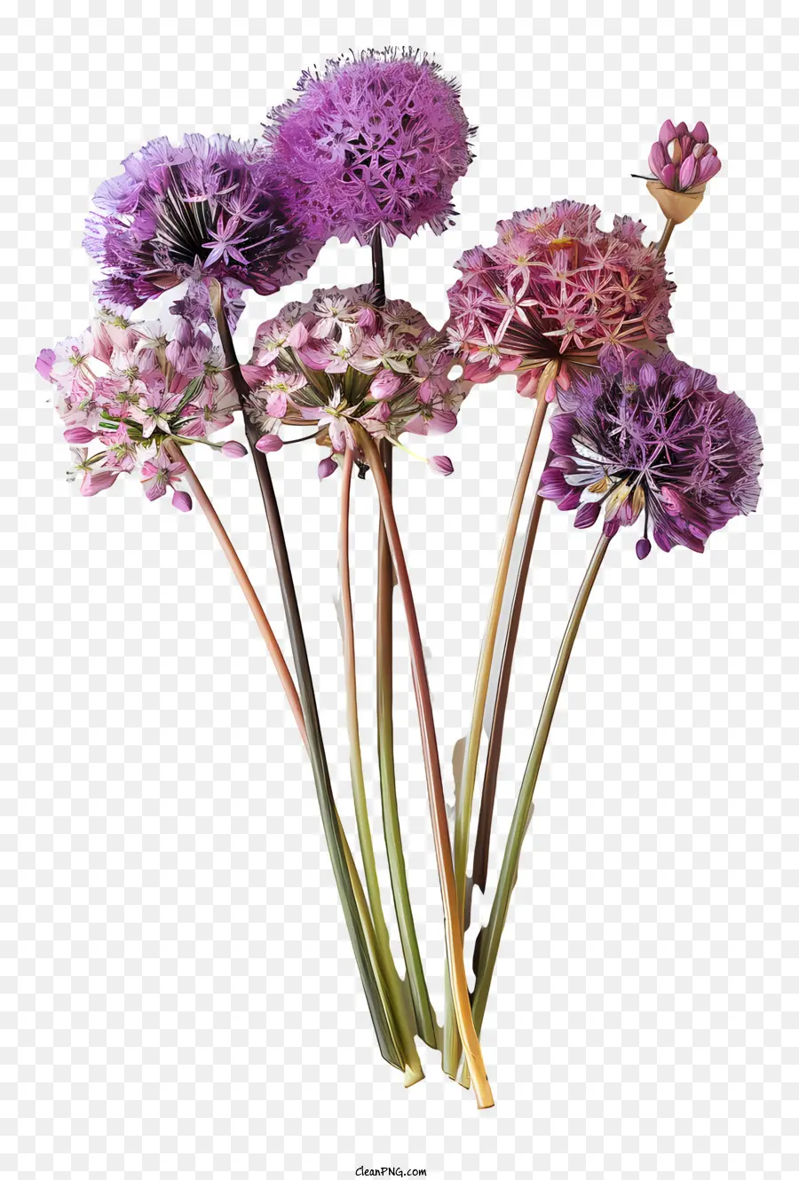 Allium Giganteum çiçekler，Mor çiçekler PNG