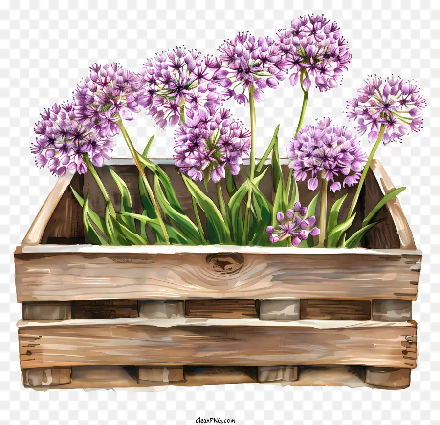 Allium Giganteum Çiçekleri，Çiçekler PNG