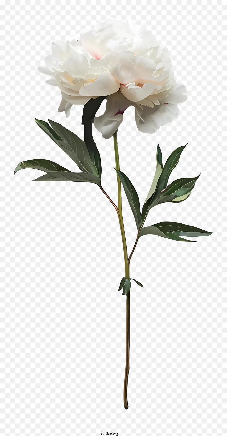 Şakayık çiçek Aranjmanı，Beyaz şakayık PNG