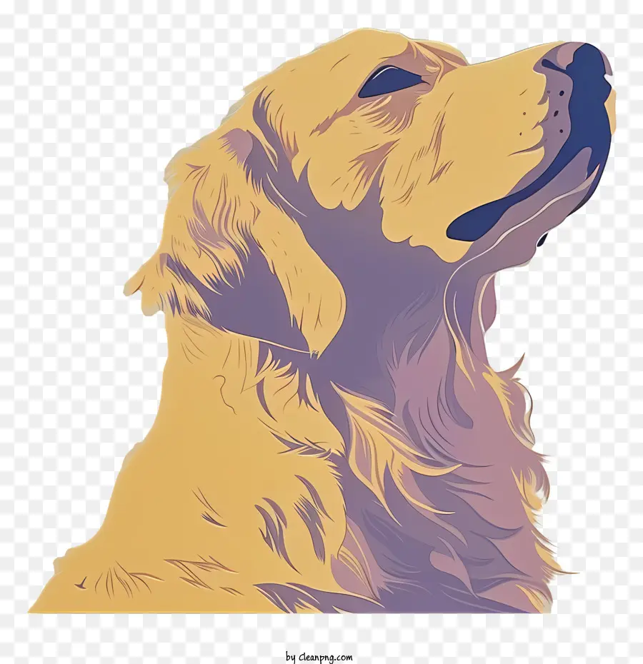 Golden Retriever，Köpek PNG