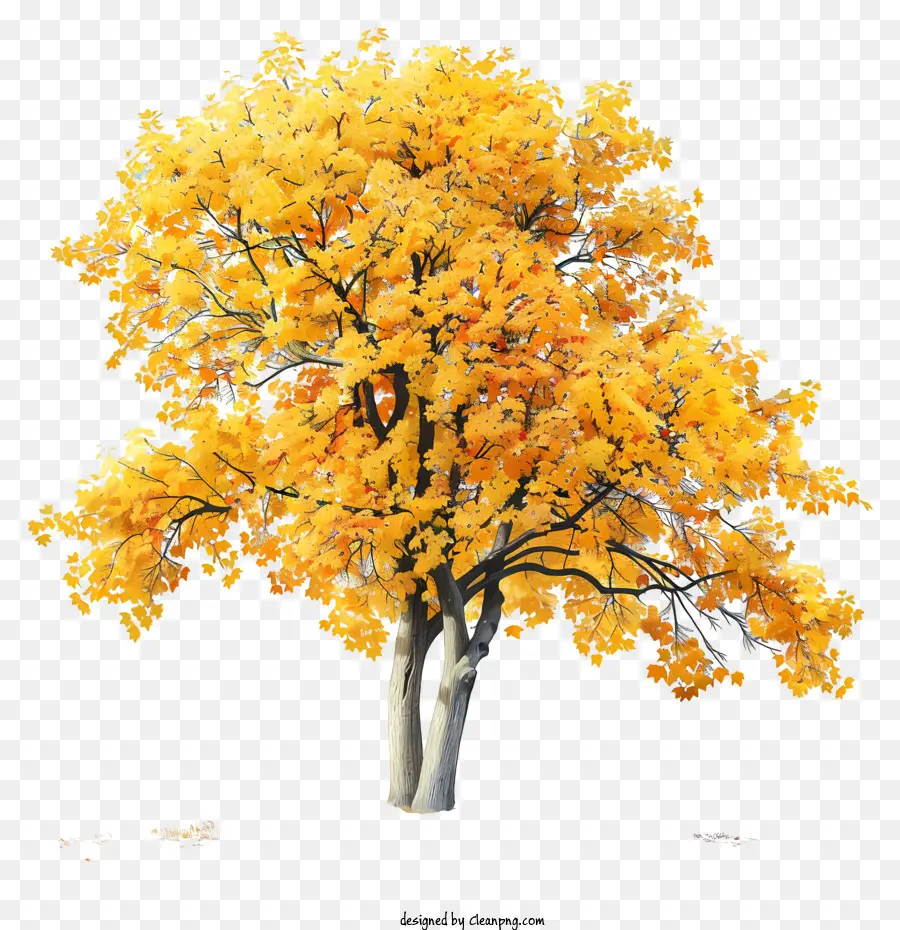 Sarı Akçaağaç Ağaç，Ağaç PNG