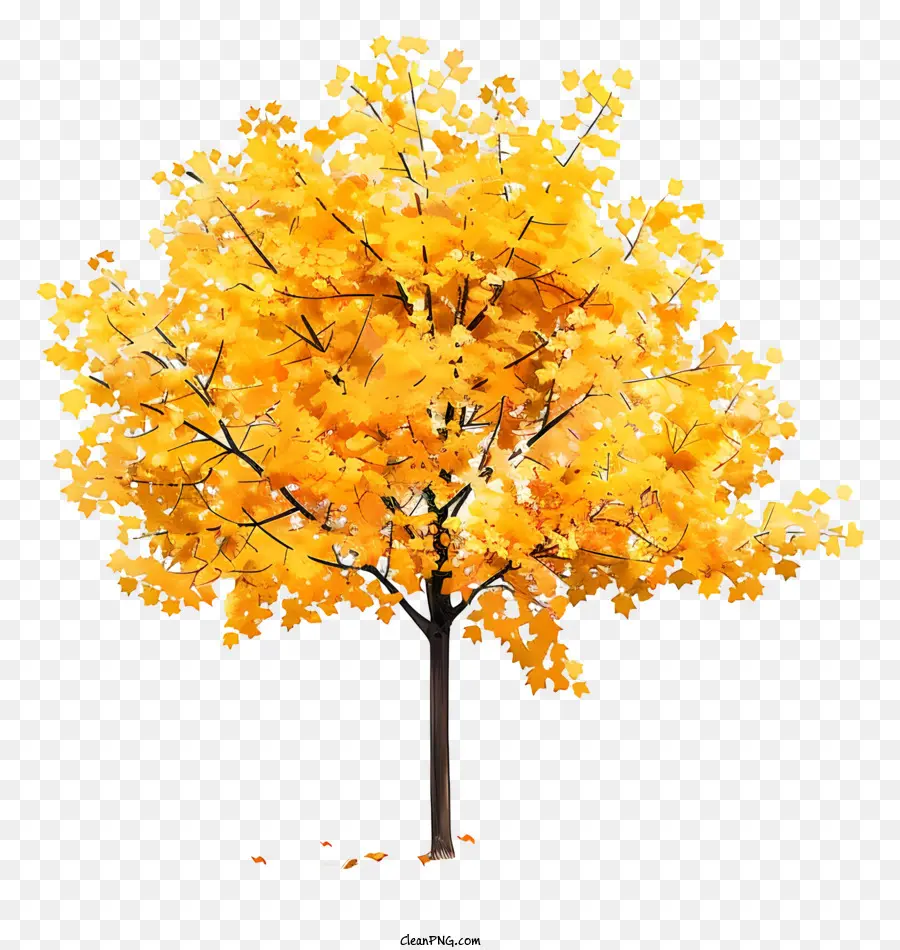 Sarı Akçaağaç Ağaç，Sonbahar PNG