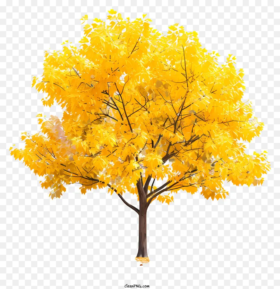 Sarı Akçaağaç Ağaç，Parlak Sarı Yeşillik PNG