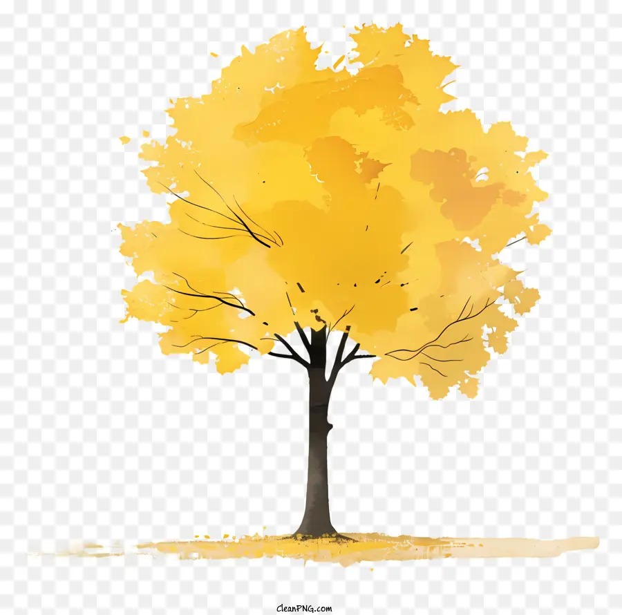 Sarı Akçaağaç Ağaç，Sonbahar PNG
