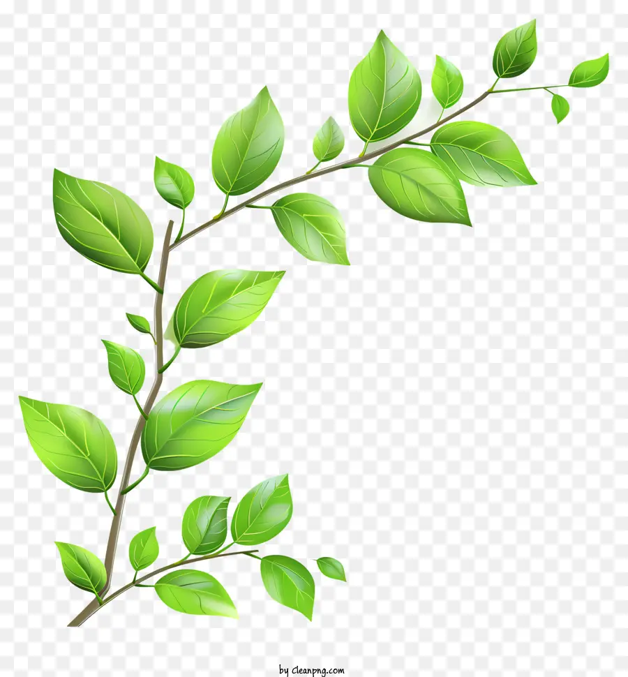 Leafs，Şube PNG