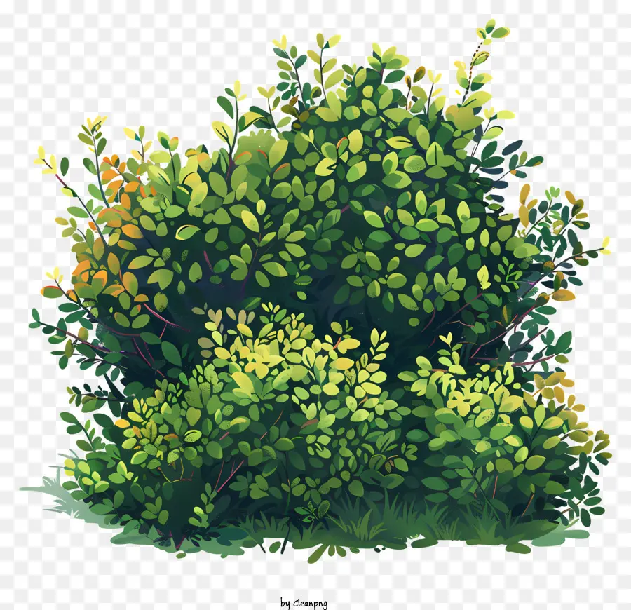 çalı，Yeşil Yaprakları PNG