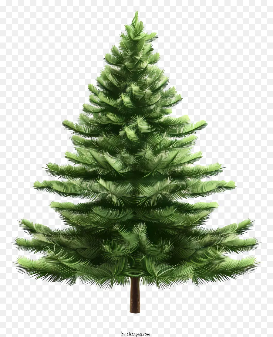Köknar Ağacı，Noel Ağacı PNG