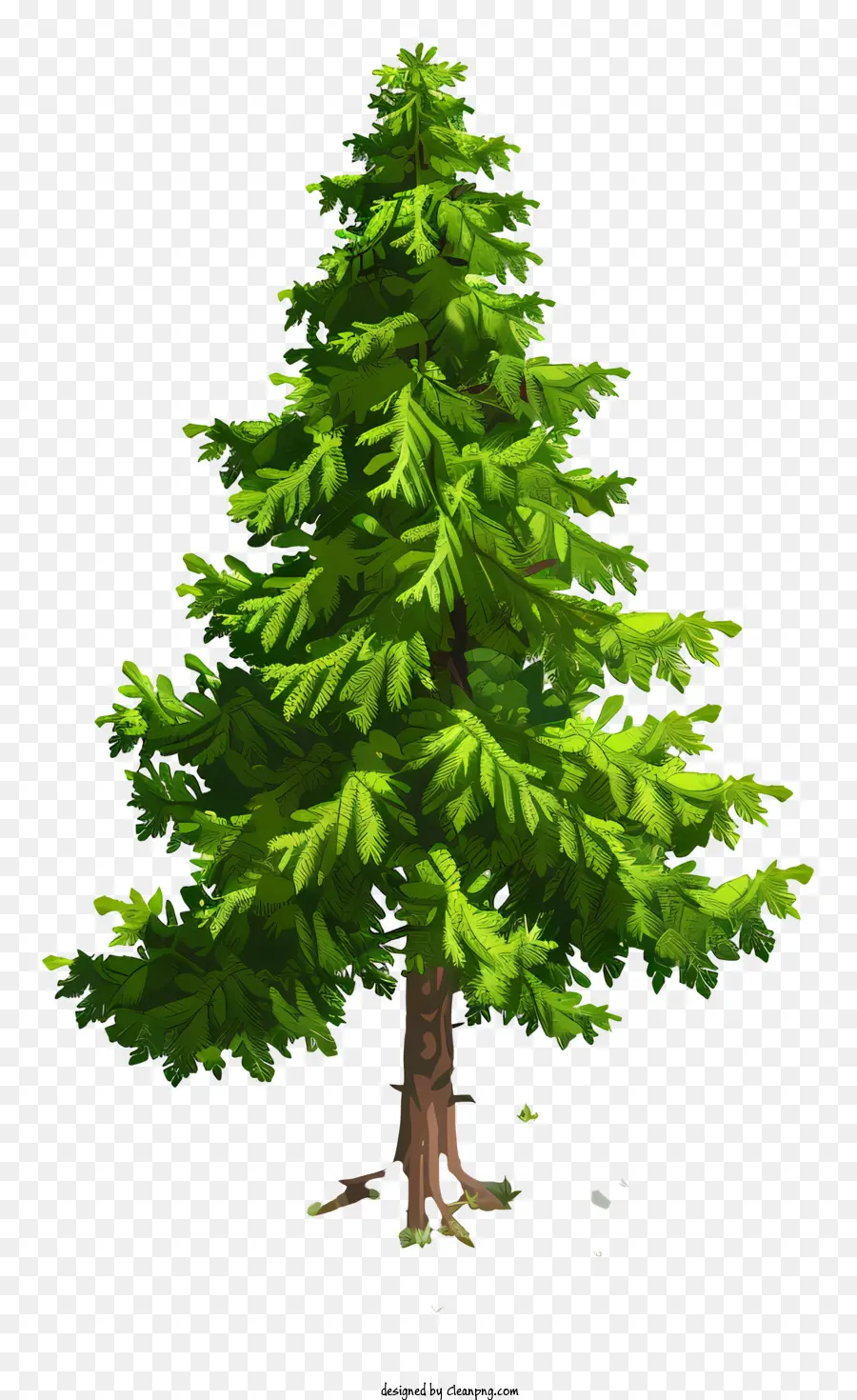 Köknar Ağacı，çam Ağacı PNG