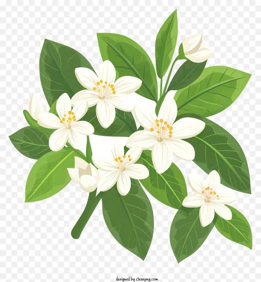 Yasemin çiçekleri，Beyaz çiçek PNG