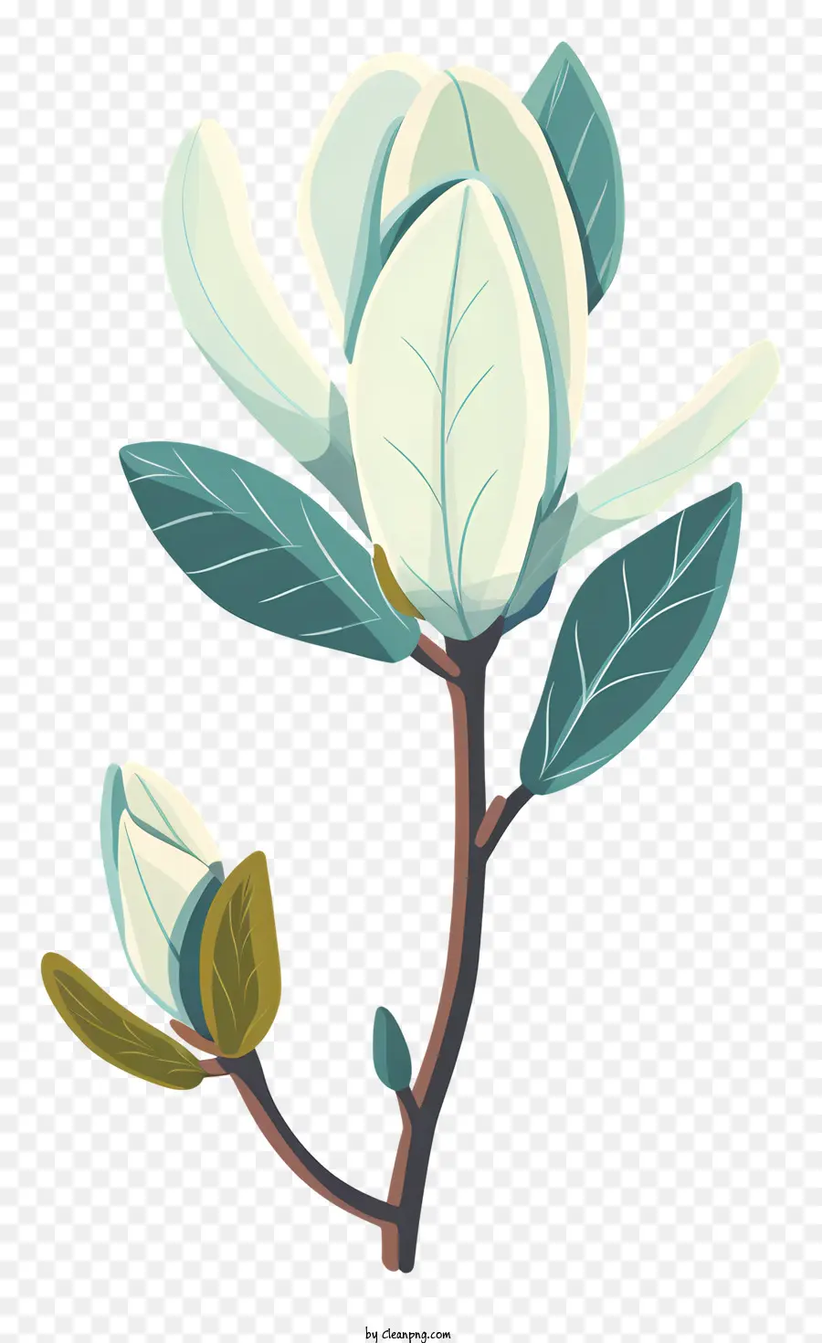 Manolya Tomurcuğu，Manolya çiçek PNG