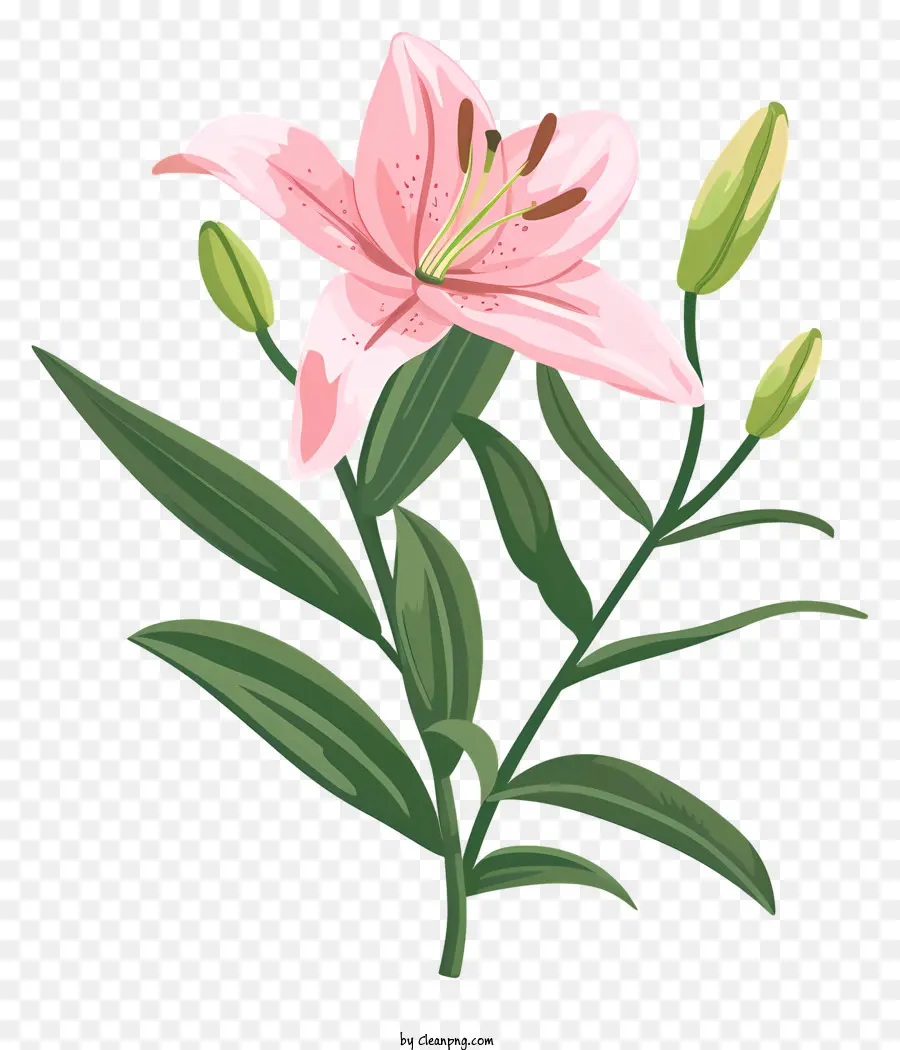 Pembe Lily，çiçek PNG