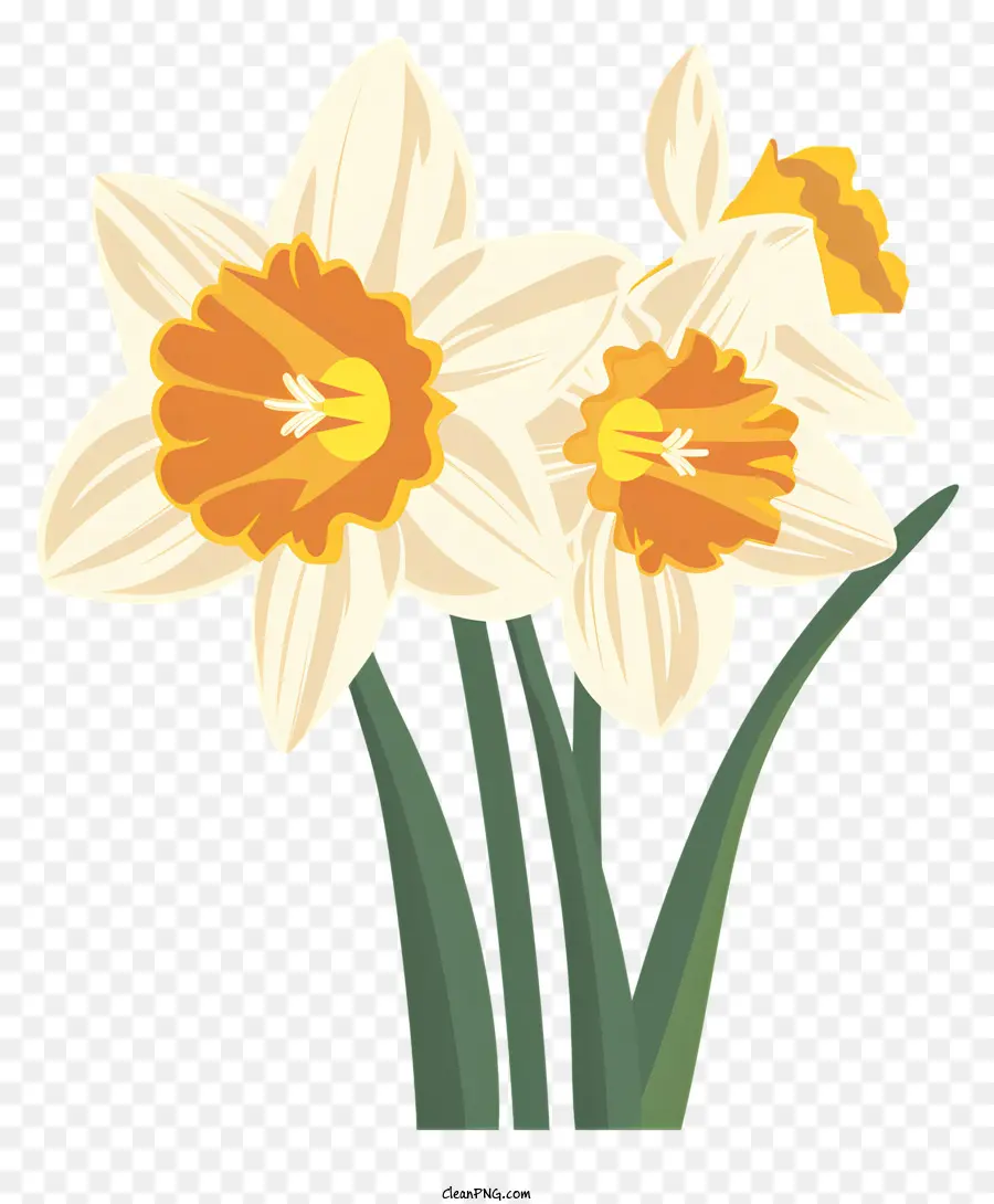 Narcissus çiçekleri，Nergis PNG