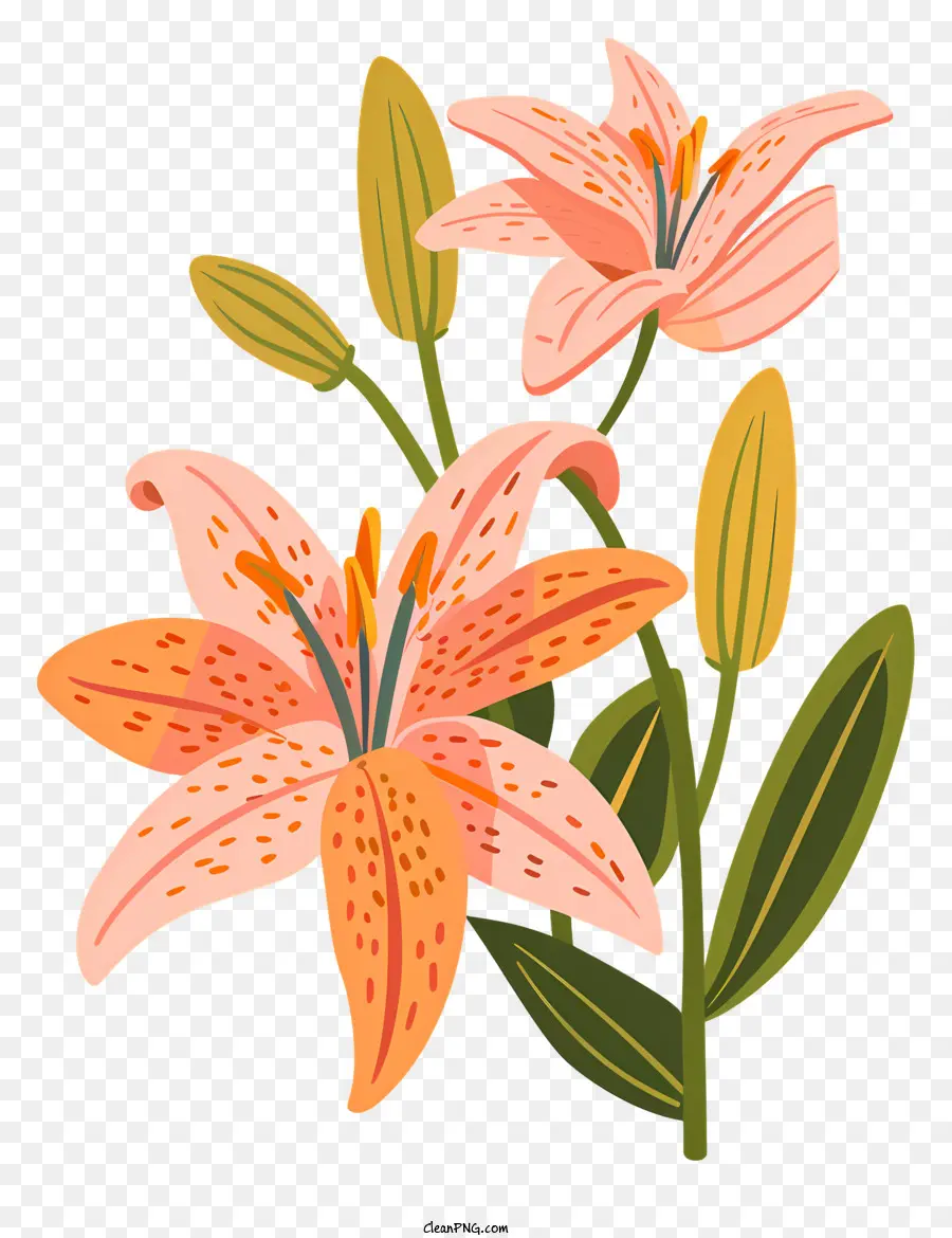 Bloom Zambak çiçeği，Pembe Lilyum PNG