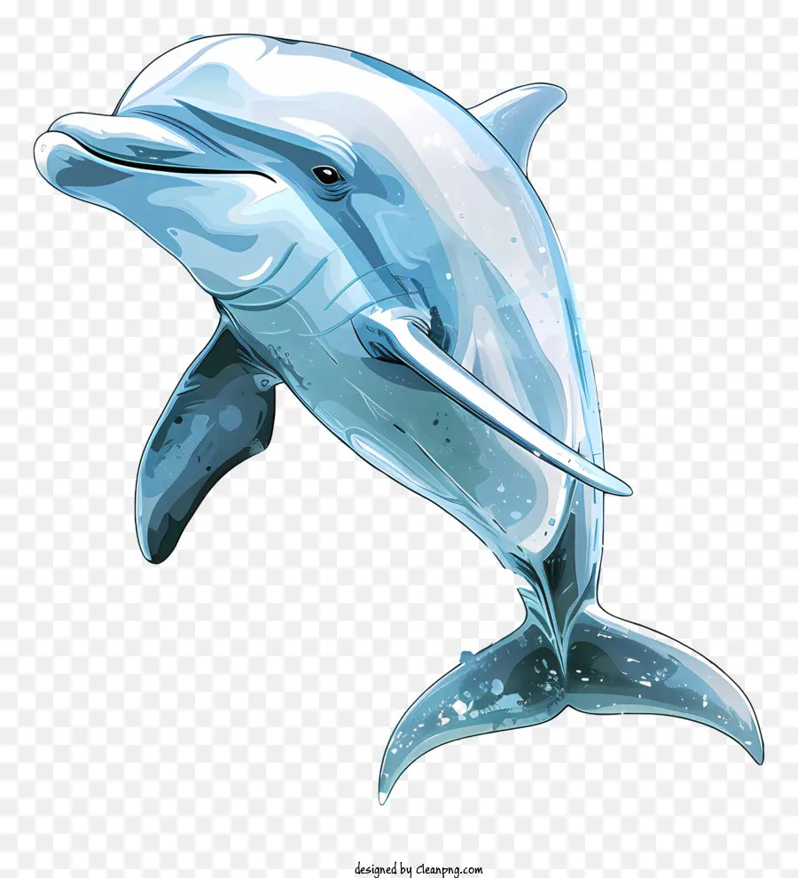 Dolphin Günü，Yunus PNG