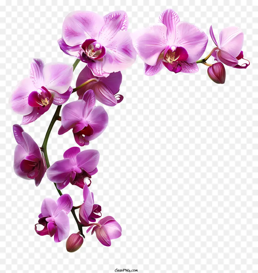 Orkide Günü，Pembe Orkide PNG