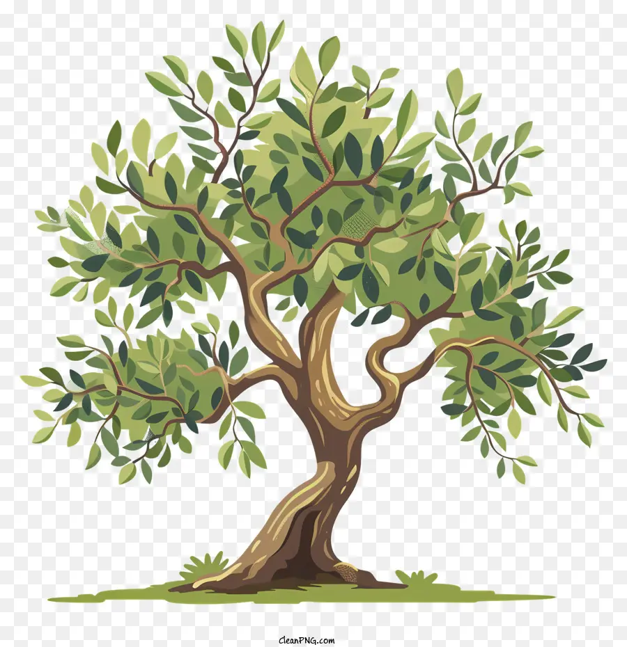 Zeytin Ağacı，Yeşil Ağaç PNG