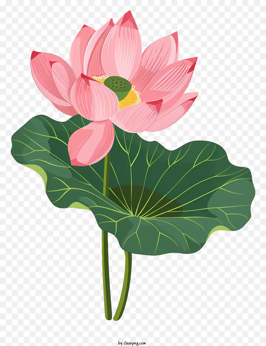 Lotus çiçeği，Pembe PNG