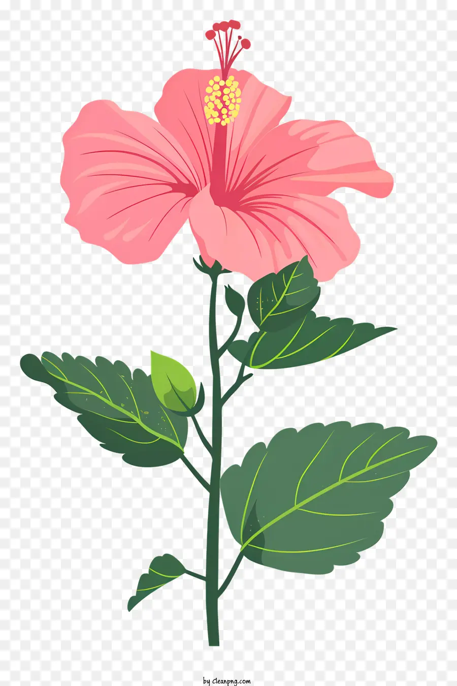 Pembe Hibiscus çiçek，Ebegümeci PNG