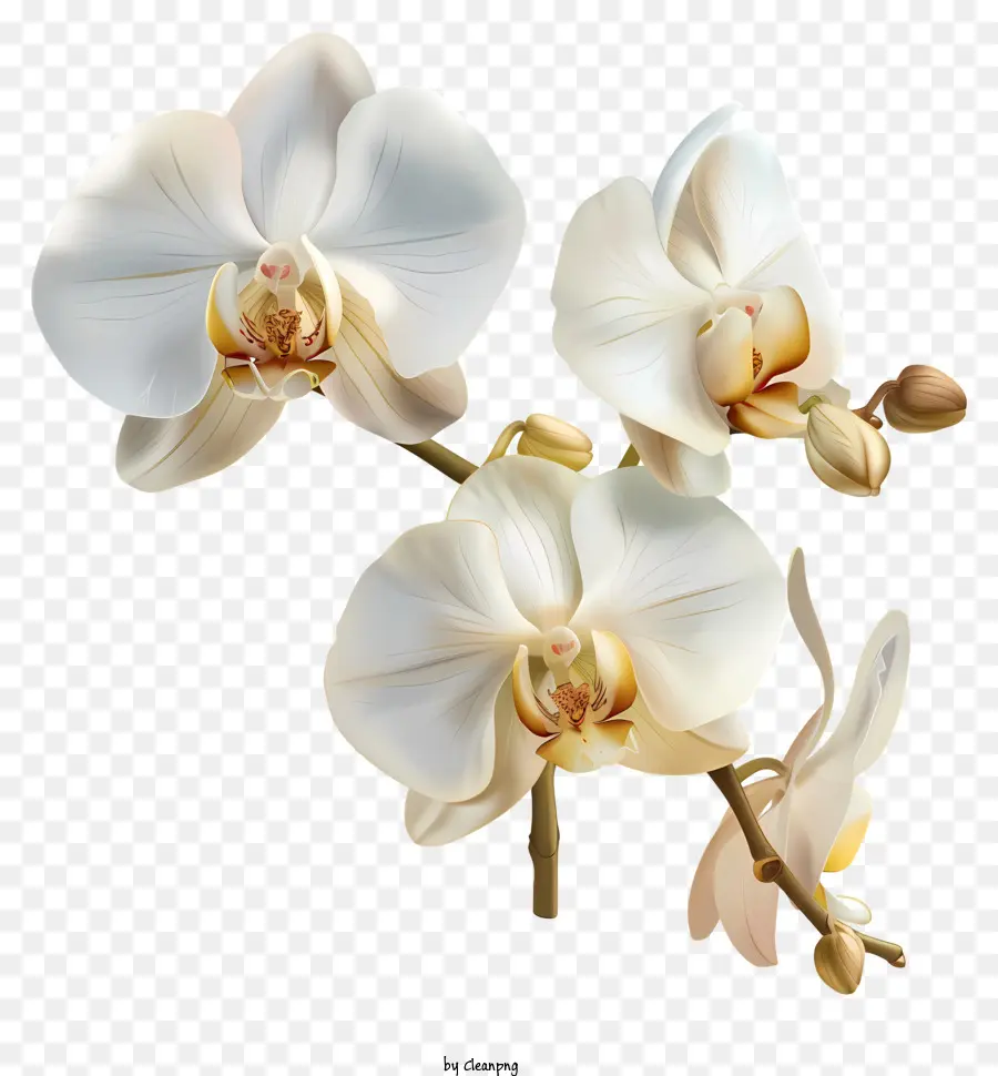 Orkide Günü，Beyaz Orkide PNG