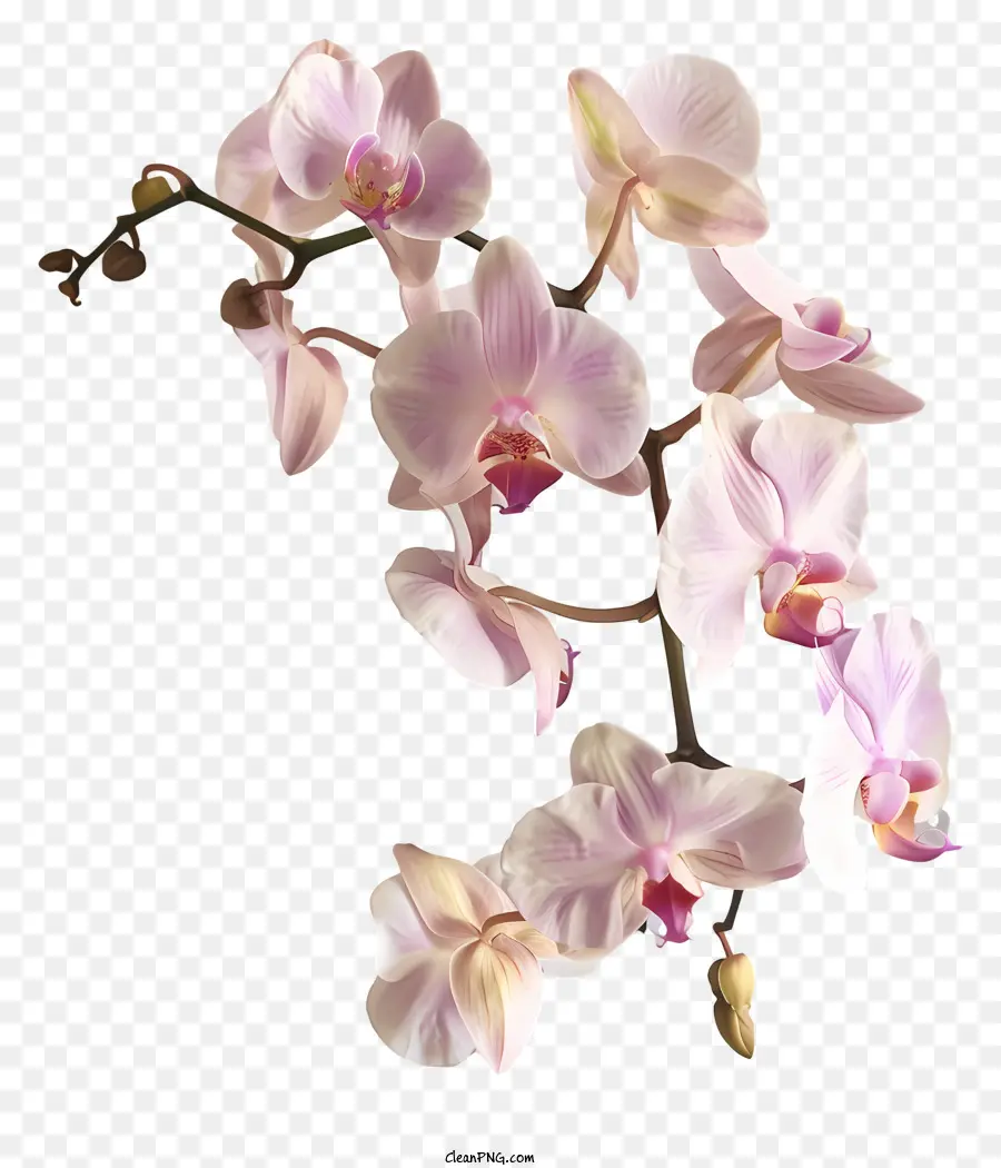 Orkide Günü，Pembe Orkide PNG