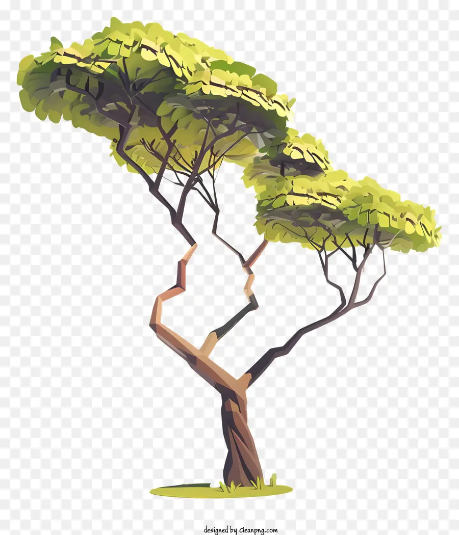 3d Akasya Ağacı，Ağaç PNG