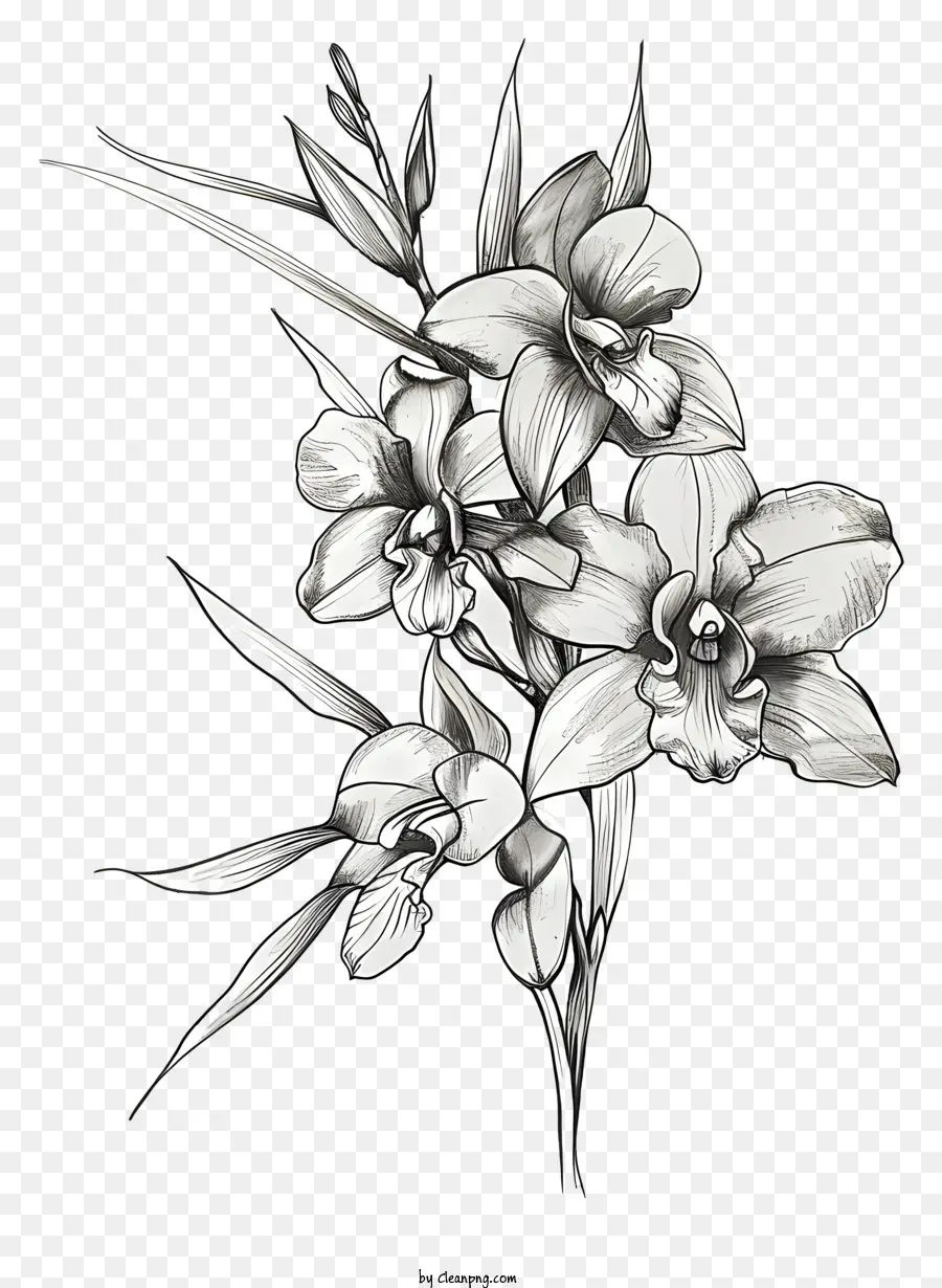 Orkide Günü，Orkide PNG