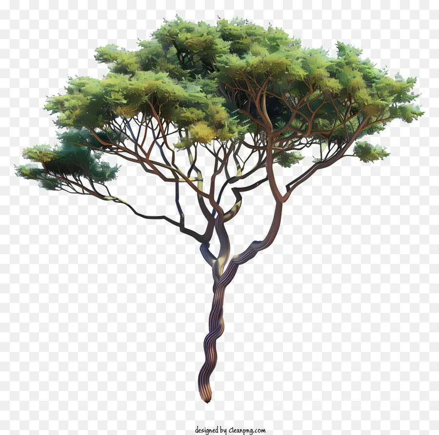 3d Akasya Ağacı，Ağaç PNG