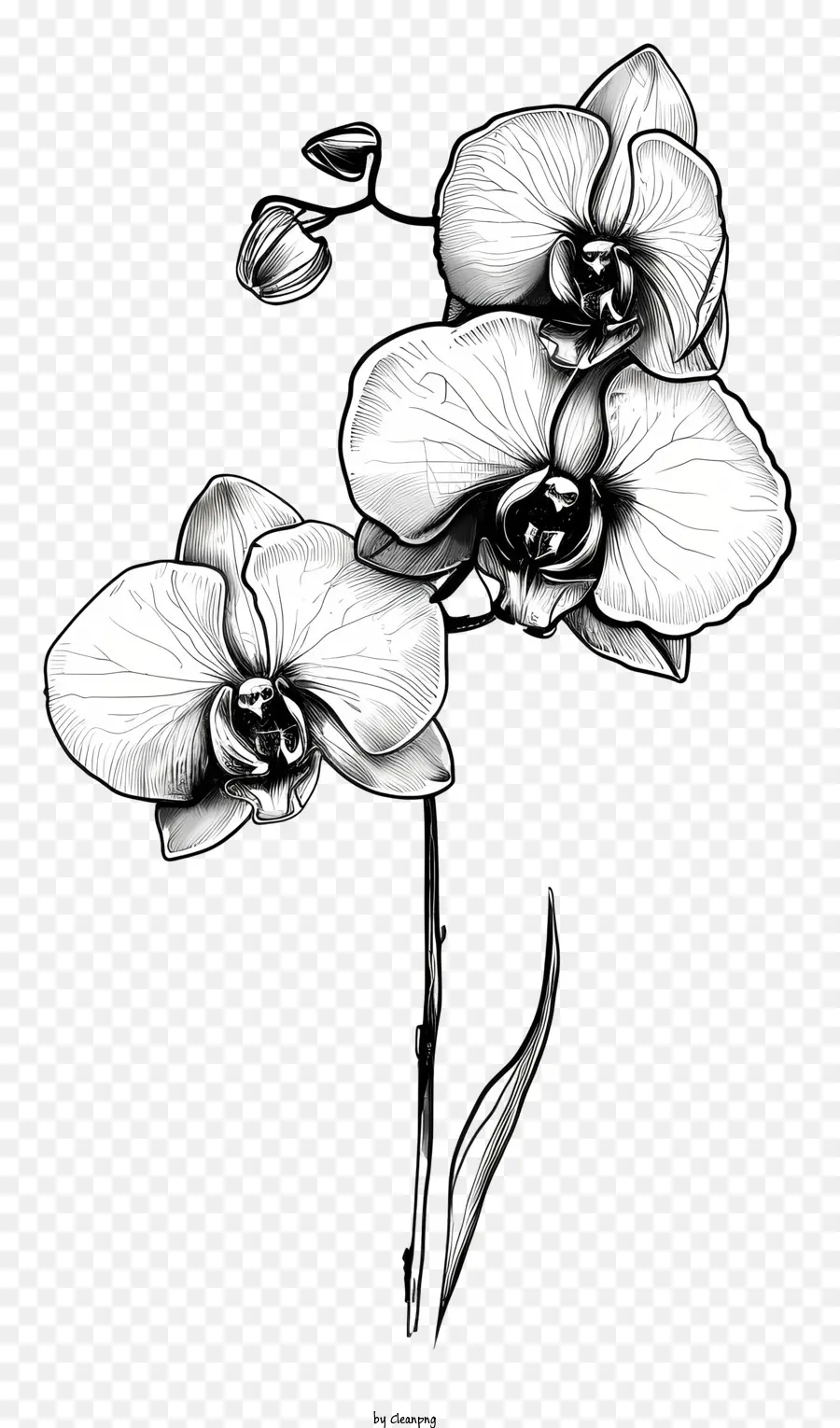Orkide Günü，Orkide PNG